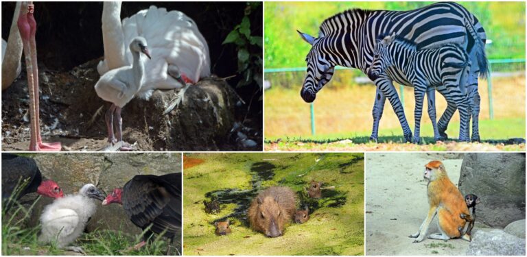 Małe zwierzątka z Gdańskiego Ogrodu Zoologicznego