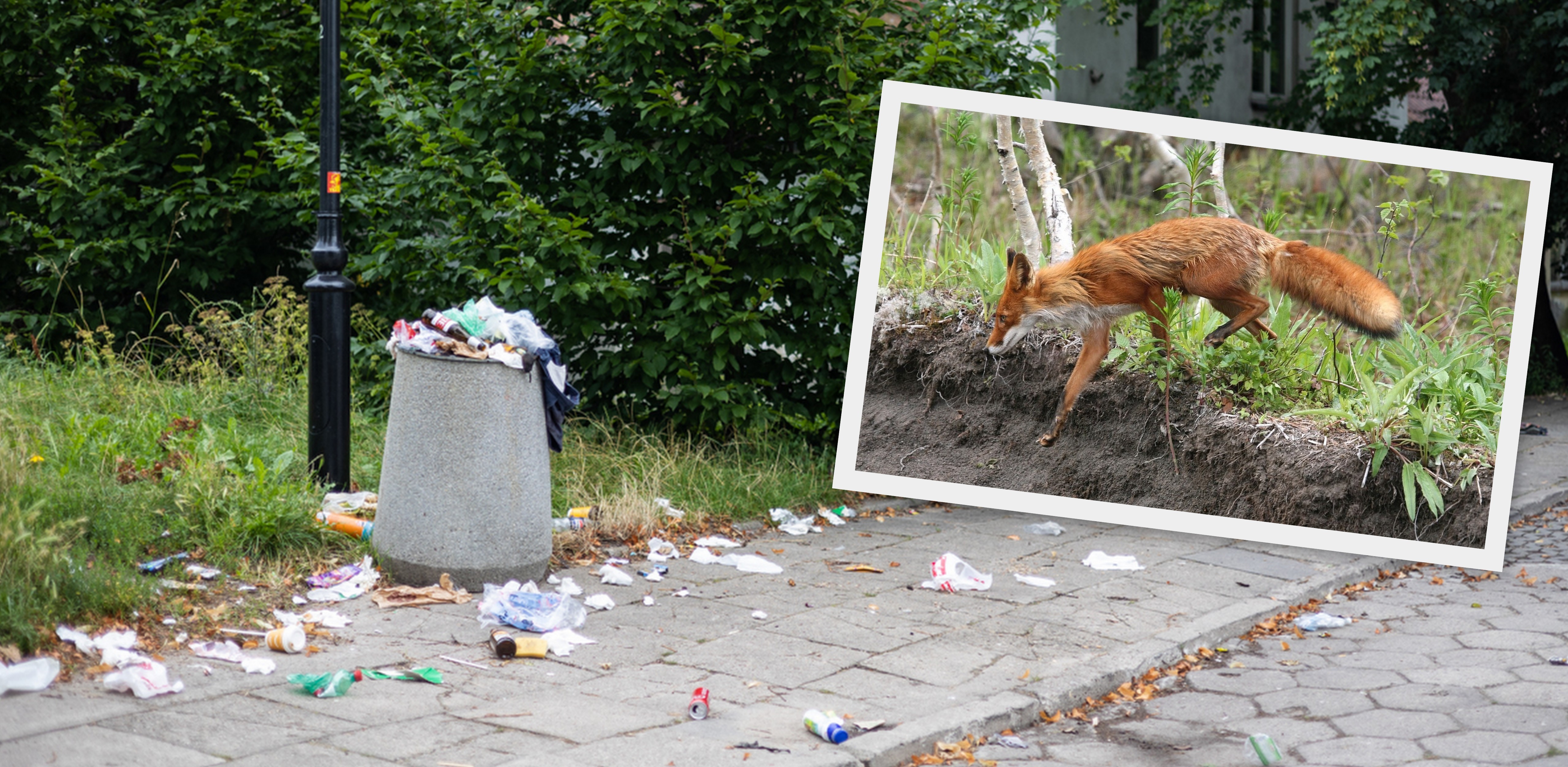 (fot. Radio Gdańsk/Roman Jocher/Pixabay)