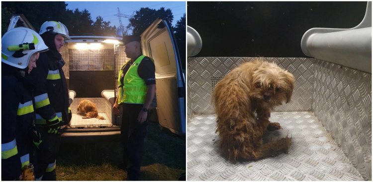 Strażacy z Klonówki z psem, którego ktoś chciał utopić w Wierzycy (fot. OSP Klonówka)