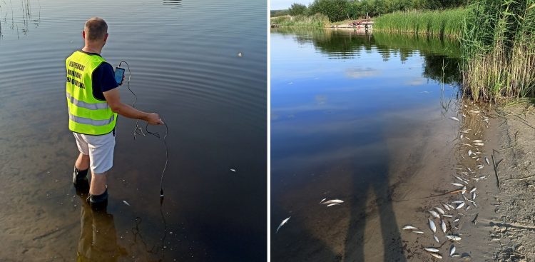 Wyłowiono około 700 kilogramów śniętych ryb
(Fot. WIOŚ w Gdańsku)