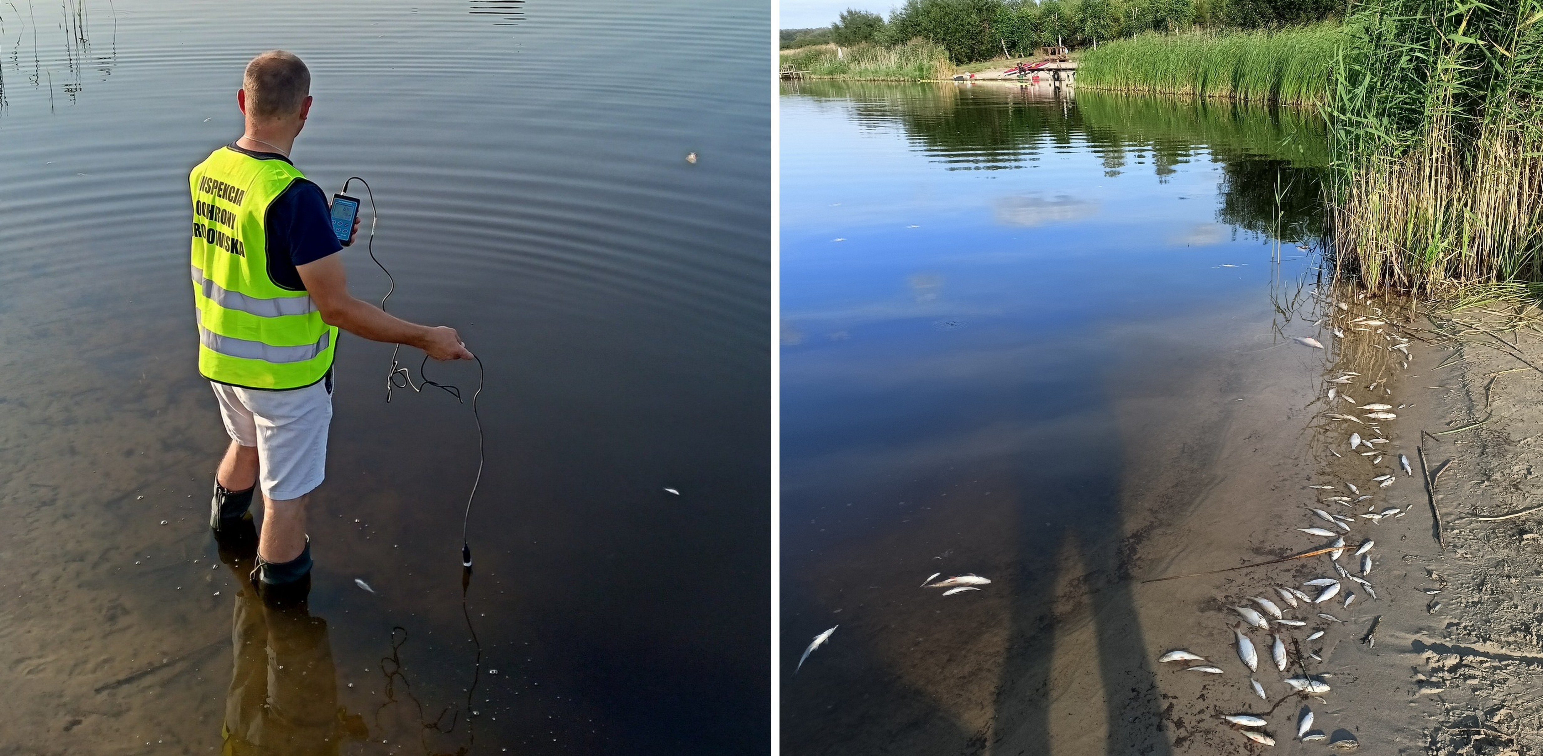 Wyłowiono około 700 kilogramów śniętych ryb(Fot. WIOŚ w Gdańsku)