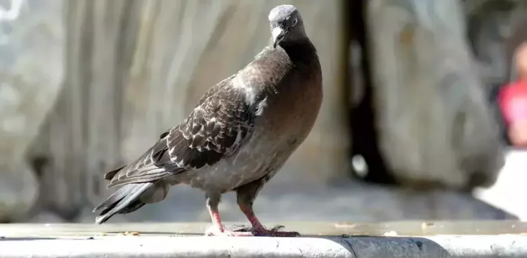 Na szczęście gołąb szybko wrócił na wolność
(Fot. Straż Miejska w Gdańsku)