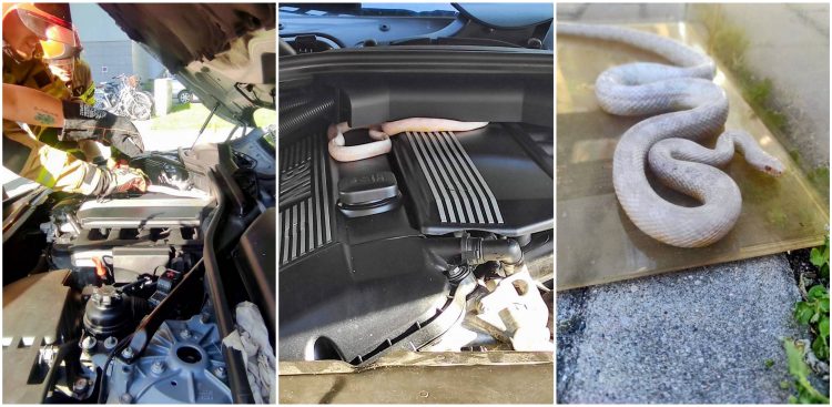 Wąż pod maską samochodu na gdańskim Przymorzu (fot. KMP w Gdańsku)