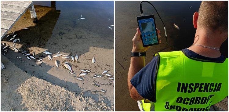 Sprawę badają m.in. służby środowiskowe
(Fot. WIOŚ w Gdańsku)