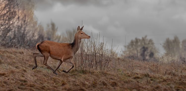 (Fot. Radio Gdańsk/Grzegorz Armatowski)