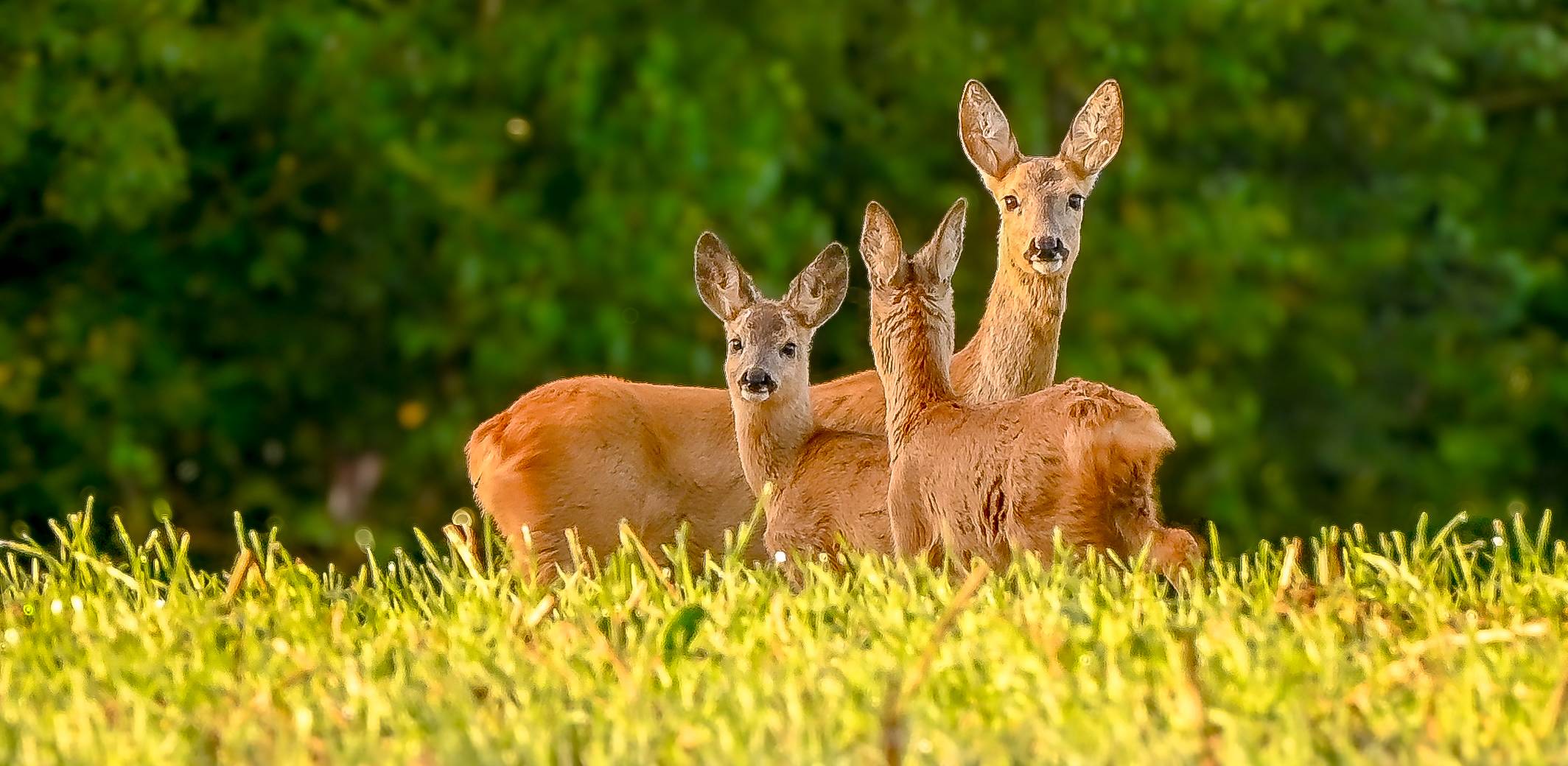 (Fot. Radio Gdańsk/Grzegorz Armatowski)