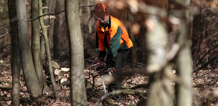 Scinka drzew w Trójmiejskim Parku Krajobrazowymw w okolicy Złotej Karczmy w Gdańsku
(fot. Krzysztof Mystkowski / KFP)
