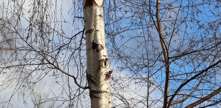 W złym stanie jest około 30 brzóz
(Fot. Pixabay)