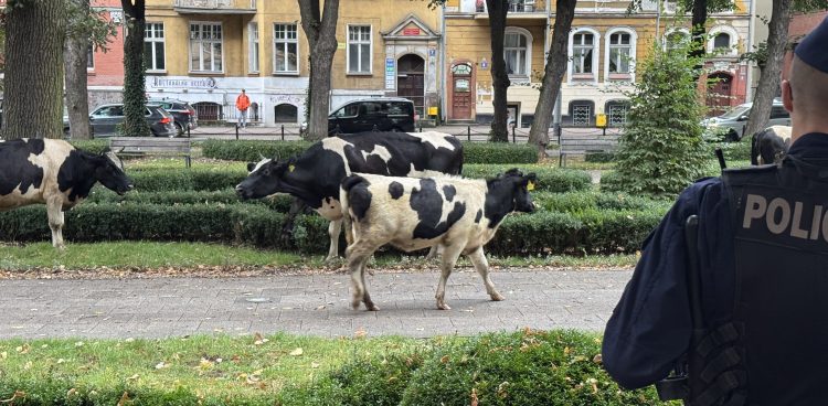 Krowy w słupskim parku
(fot. Radio Gdańsk)