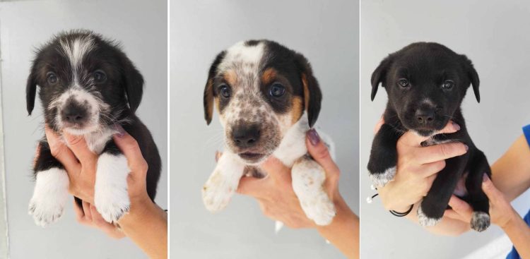 Szczeniaki ze słupskiego schroniska czekają na nowy dom. (fot. Schronisko Słupsk)