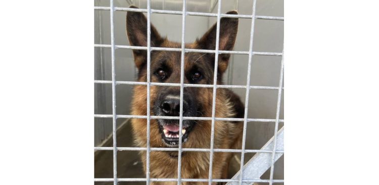 (fot. Schronisko Słupsk)