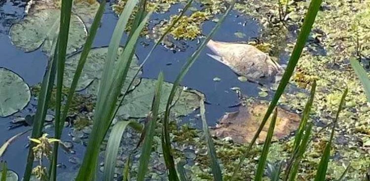 W rzekach Powiśla od dłuższego czasu obserwowane jest niskie stężenie tlenu
(Fot. Faceook/Wody Polskie)