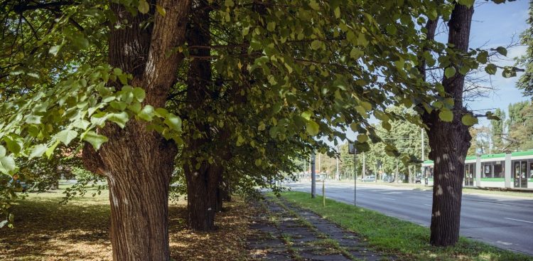 Prace będą prowadzone na 369 lipach, z których zostanie usunięty posusz i jemioła
(Fot. gdansk.pl)