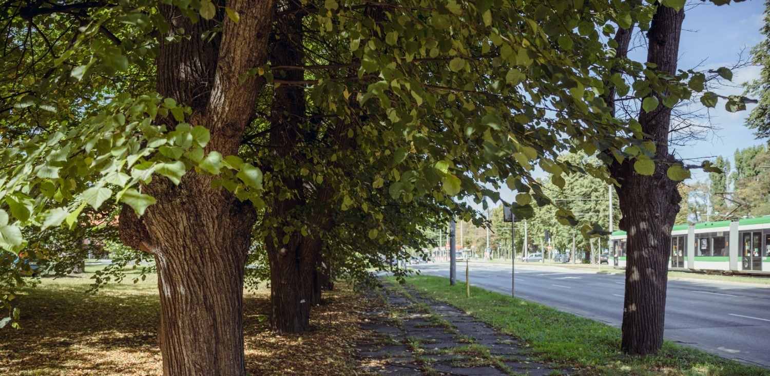 Prace będą prowadzone na 369 lipach, z których zostanie usunięty posusz i jemioła(Fot. gdansk.pl)