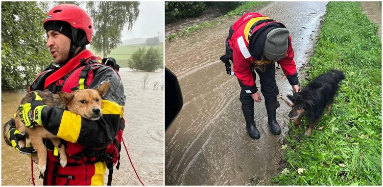Dramat zwierząt, który trwa od kilku dni, był jednym z tematów audycji "Psie Porady w Radiu Gdańsk"
(Fot. Wodna Służba Ratunkowa)