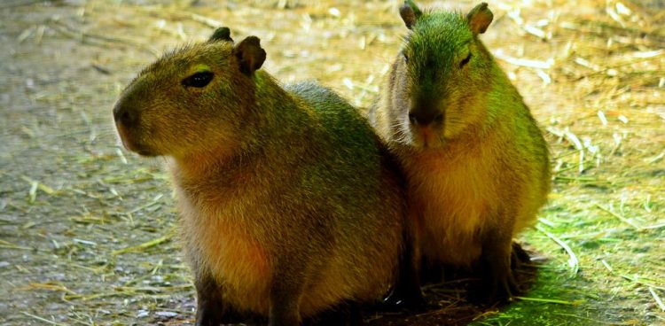 Ruba i Helmut - kapibary z Oliwy (fot. Gdański Ogród Zoologiczny)