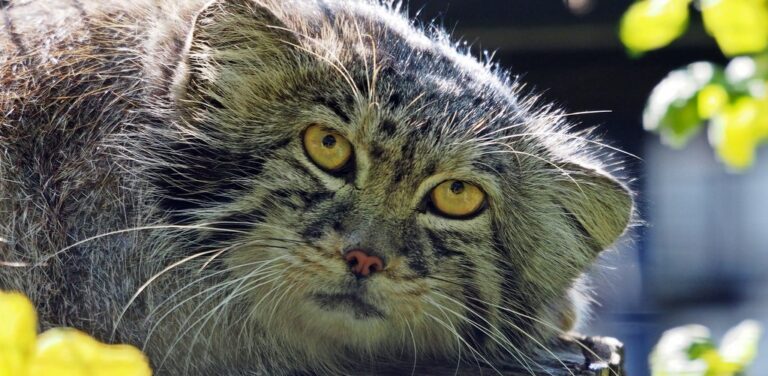 Manul