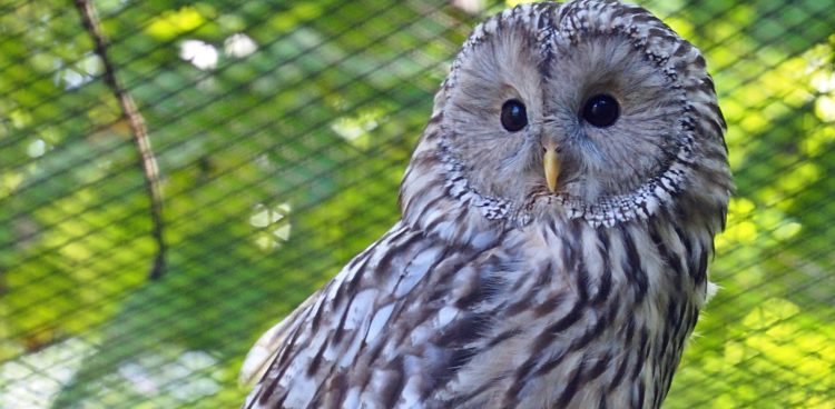 Puszczyk uralski (fot. mat. pras.)