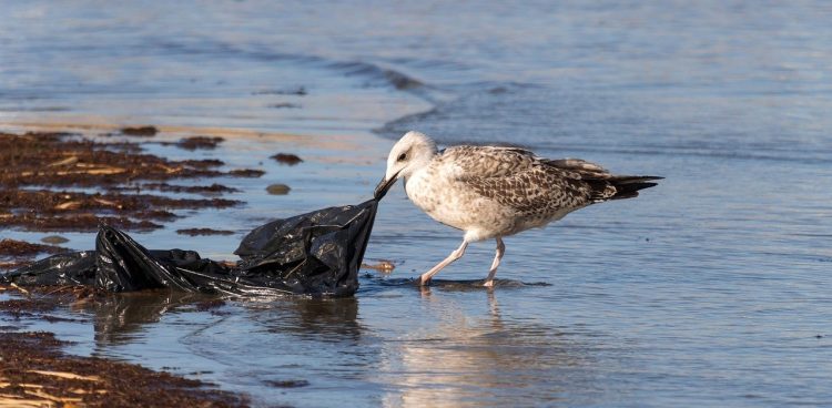 Projekt koncentruje się na podnoszeniu świadomości ekologicznej oraz zapewnieniu operatorom marin wiedzy i narzędzi niezbędnych do minimalizowania szkód ekologicznych (fot. Pixabay)