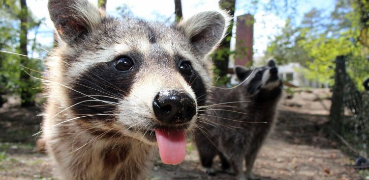 Populacja szopów liczy w Niemczech milion osobników (fot. Pixabay)