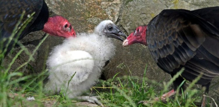 Urubu (fot. Gdański Ogród Zoologiczny)