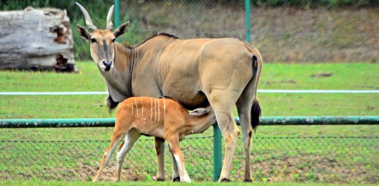 Eland (fot. Gdański Ogród Zoologiczny)