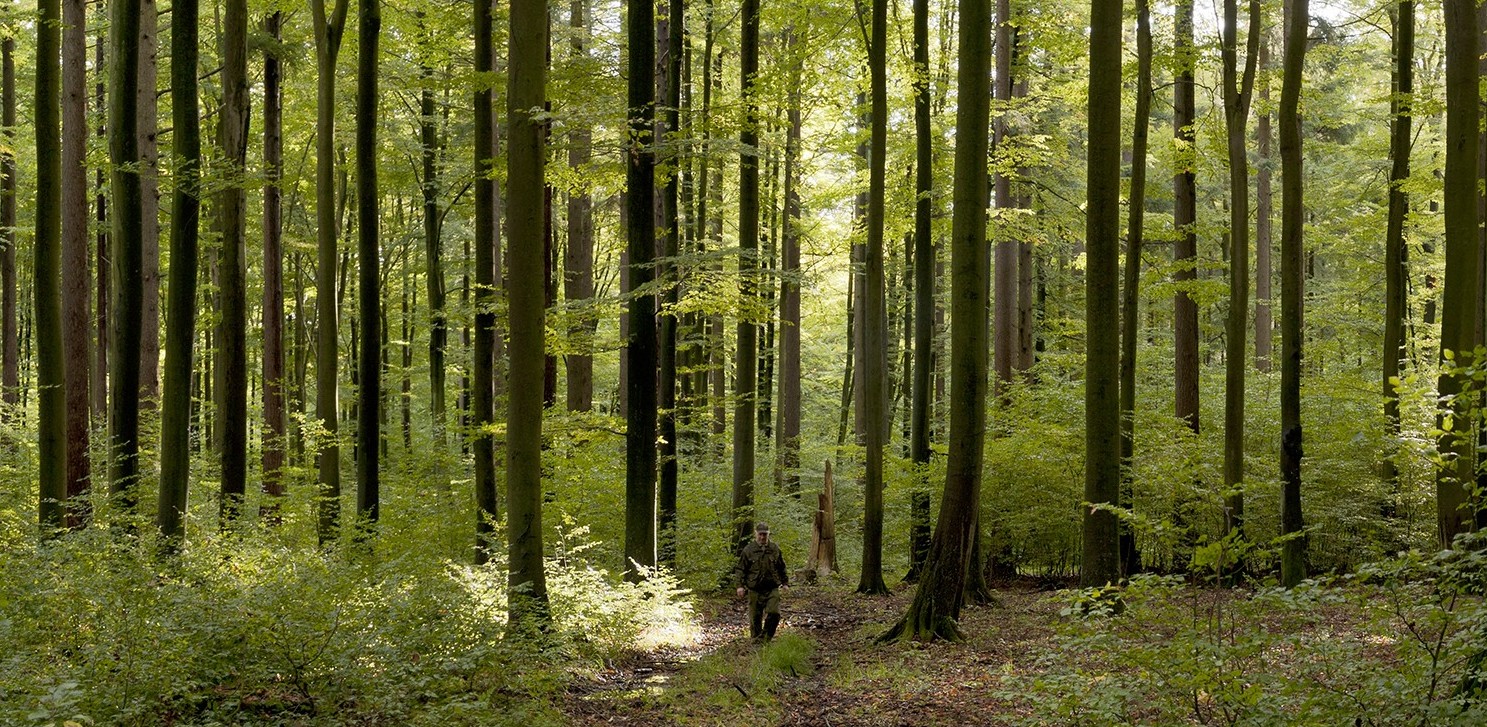 Łącznie zaplanowano 11 spotkań. Kolejne odbędą się w Matemblewie, Sopocie, Witominie, Oliwie, Chyloni, Rumi, Redzie, Kosakowie, Wejherowie i Szemudzie (fot. Facebook/Nadleśnictwo Gdańsk)