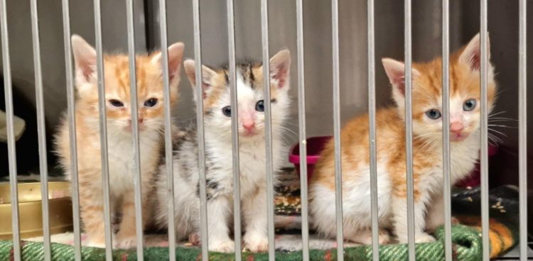 (fot. Schronisko dla zwierząt w Słupsku)