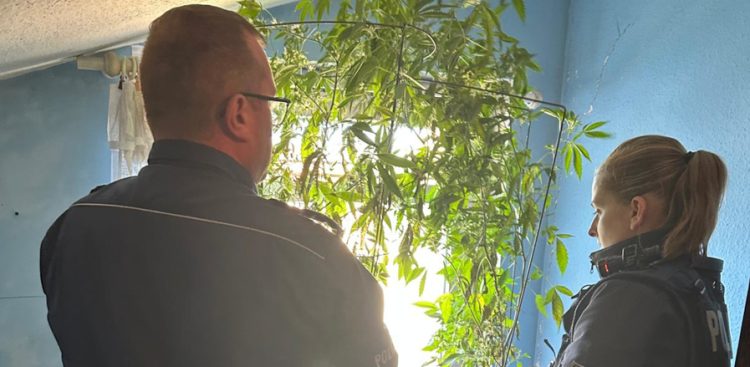 W pokoju mężczyzny policjanci zastali swobodnie rosnące dwa ponad metrowe krzaki konopi indyjskiej
(Fot. KPP Bytów)