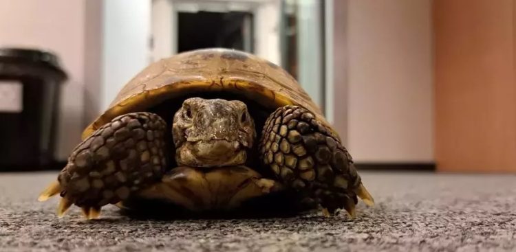 Prawdopodobnie gad uciekł z hodowli lub został porzucony
(Fot. Straż Miejska w Gdańsku)