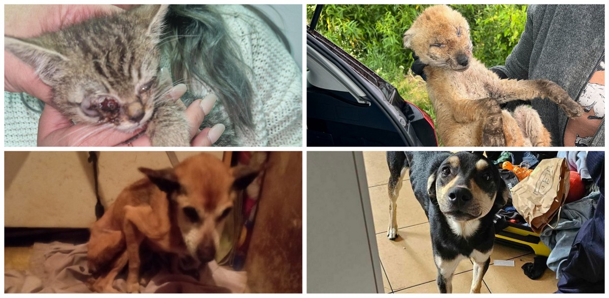 Twórcy Animal Helper są na skraju bankructwa (fot. animalhelper.pl)