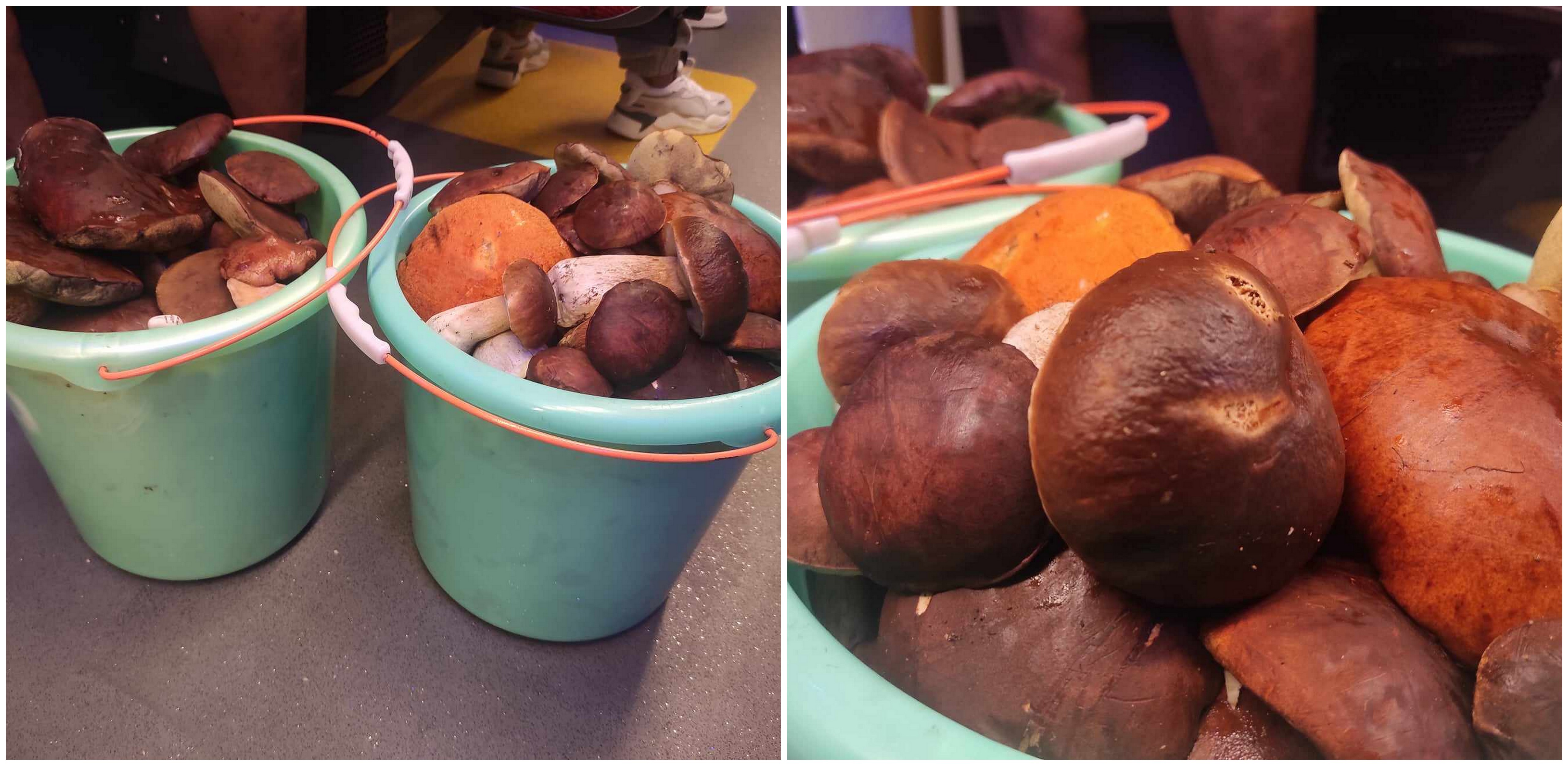 Zbiory pana Mariusza, który przejechał kilkadziesiąt kilometrów na północ województwa - w swoje sprawdzone miejsce. Zebrał tam ponad 20 kg grzybów (fot. Radio Gdańsk/Mateusz Czerwiński)