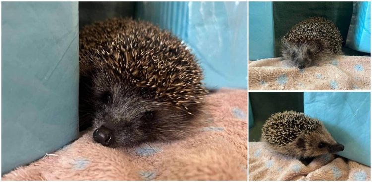 Szare gazety oraz podkłady higieniczne można zostawić w lecznicach weterynaryjnych w Gdańsku oraz Gdyni (fot. Facebook/Pomorski Ośrodek Rehabilitacji Dzikich Zwierząt "Ostoja")