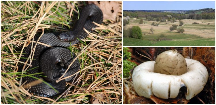 Nz. żmija zygzakowata - odmiana melanistyczna, Dolina Łeby poniżej Stryszej Budy oraz gwiazdosz frędzelkowany – Geastrum fimbriatum Fr. (fot. Kamila Szelągowicz-Przewoźniak,  M. S. Wilga, M. Przewoźniak)