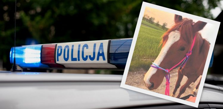 (fot. KPP Lębork ; Pixabay)