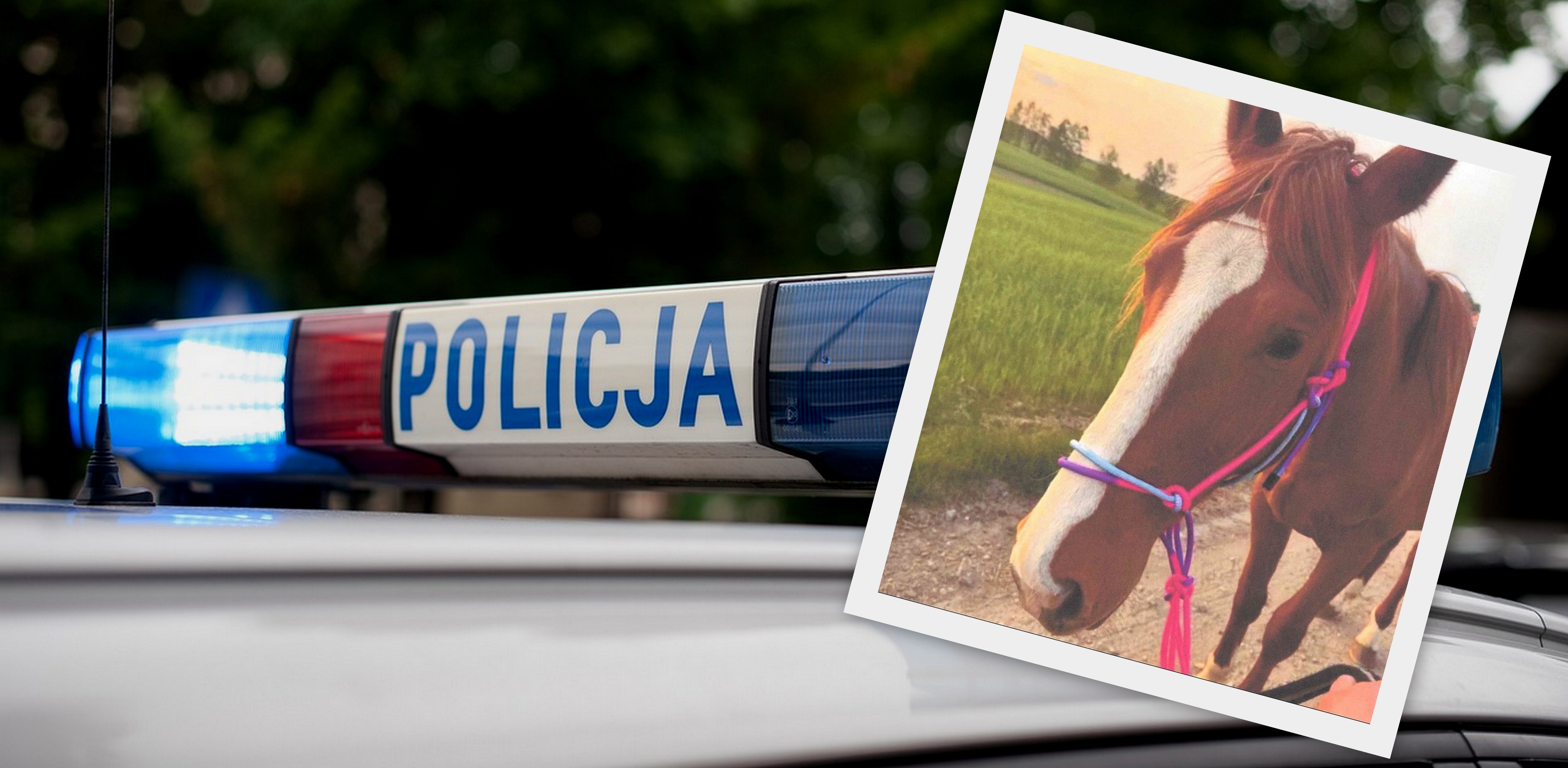 (fot. KPP Lębork ; Pixabay)