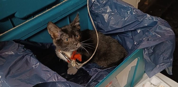 Inspektorzy OTOZ Animals i policjanci znaleźli kota zamkniętego w skrzynce w jednym z mieszkań w Tczewie (fot. tczew.policja.gov.pl)