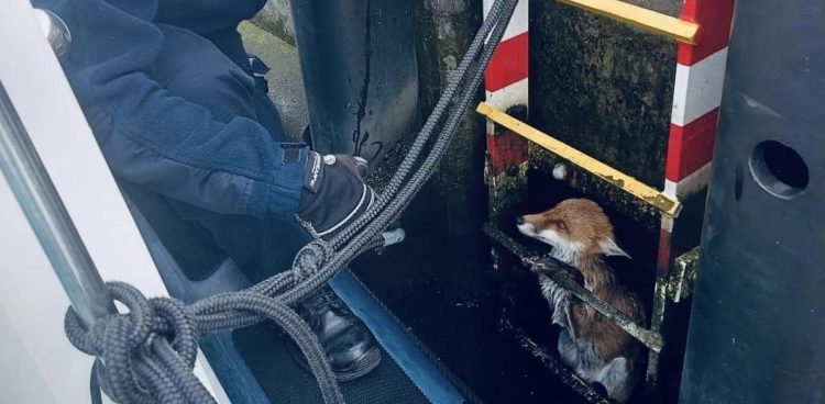 Policyjni wodniacy uratowali lisa, który wpadł do kanału portowego (fot. Facebook/Pomorska Policja)