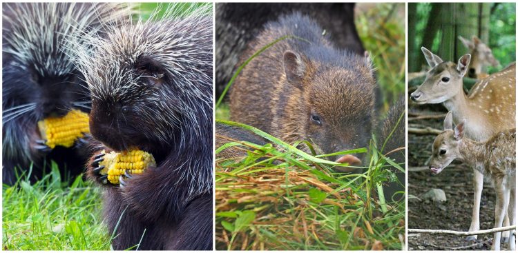 Orzechami i żołędziami żywią się między innymi daniele, pekariowce, barsingi, żubry a nawet ursony (fot. Gdańskie ZOO)