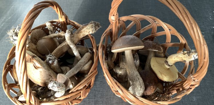 Nasze lasy są pełne nie tylko podgrzybków i kurek, ale również żółciaków siarkowych i innych ciekawych gatunków grzybów (Fot. Radio Gdańsk)