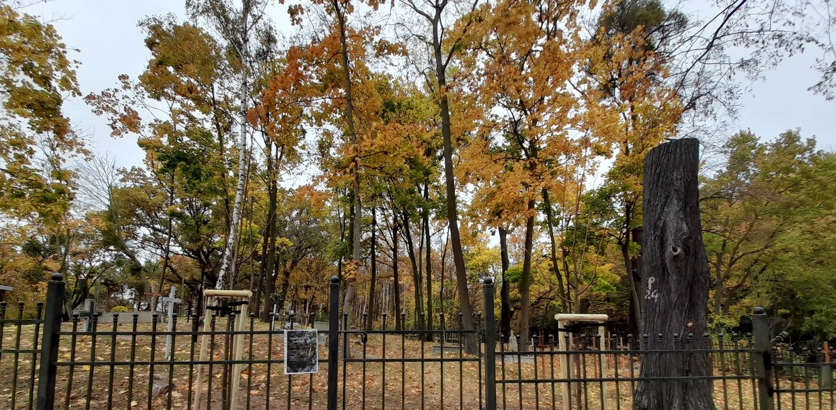 Gdynia porządkuje zabytkowy cmentarz w Kolibkach (fot. Facebook/Ogrodnik Miasta Gdyni)