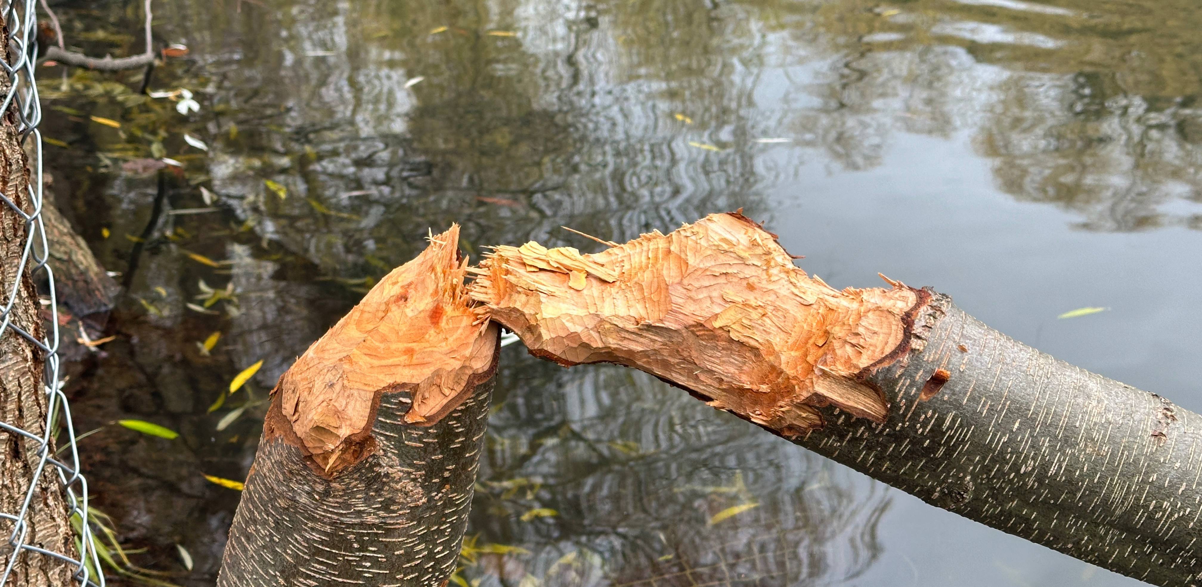 Drzewo pogryzione przez bobry w Parku Oruńskim (fot. Radio Gdańsk/Oskar Bąk)