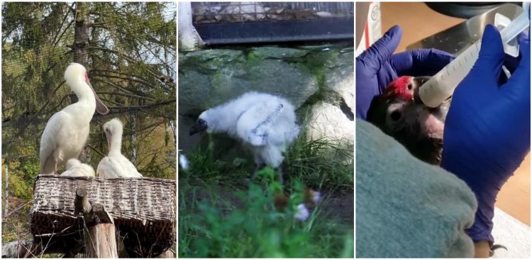 W tym roku w gdańskim zoo wykluły się warzęchy czerwonolice, drzewice dwubarwne, a także ara zielona (fot. Gdański Ogród Zoologiczny)