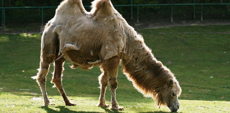Zoo w Gdańsku ma nowych mieszkańców (fot. zoo.gdansk.pl)