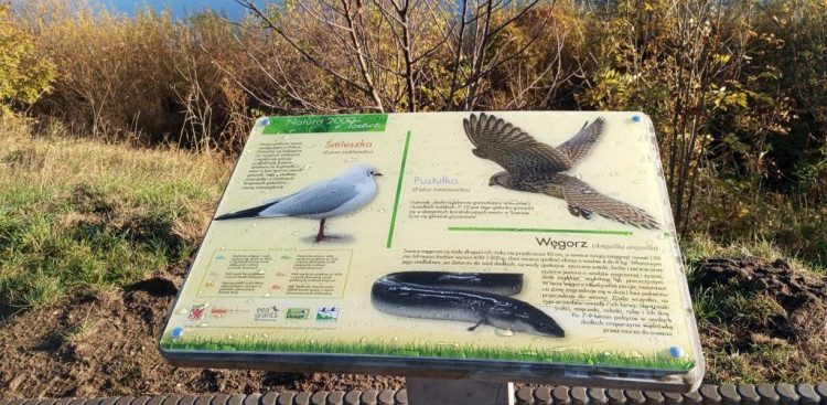 Na ścieżce przyrodniczej w Tczewie wymieniono tablice opisujące okoliczną przyrodę (fot. tczew.pl)