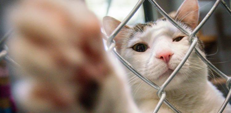 Kotek ze schroniska w Sopotkowie (fot. KFP/Anna Rezulak)