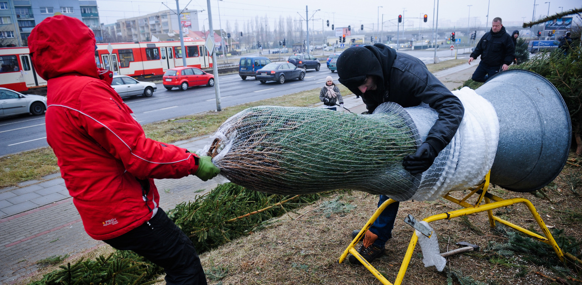 Ceny choinek wahają się od 70 zł za niewielki świerk do 230 zł za ponad dwumetrową jodłę. To w przypadku drzewek ciętych. Za te w doniczkach trzeba zazwyczaj dopłacić około 20-30 zł (fot. KFP/Mateusz Ochocki)