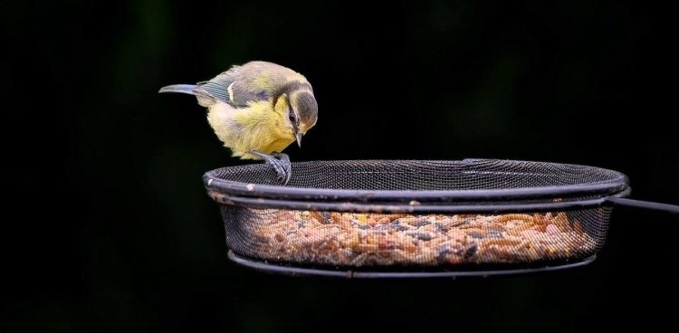 Ptaki karmić można tylko naturalnymi produktami (fot. pixabay.com)