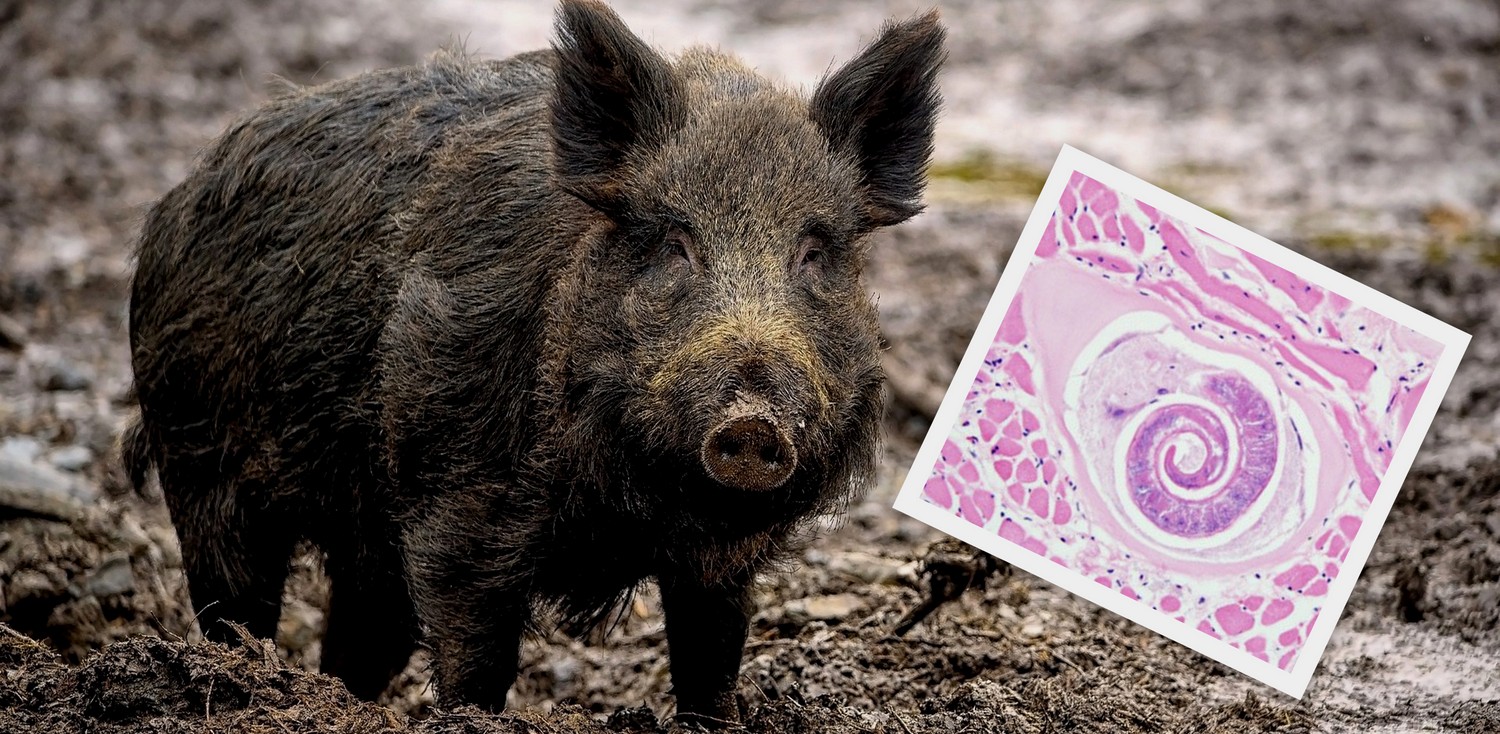 Pomorski Wojewódzki Lekarz Weterynarii ma informacje na temat wystąpienia włośnicy u dzika (fot. gdansk.wiw.gov.pl)