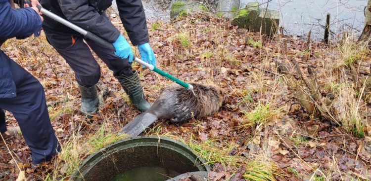 Bobry wpadły do otwartego kanału burzowego (fot. schronisko dla zwierząt w Słupsku)